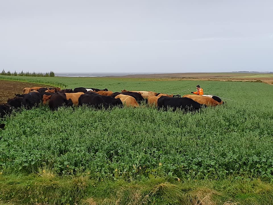 Cows grazing