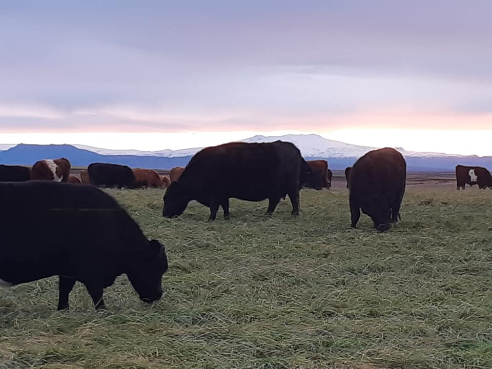 More cows
