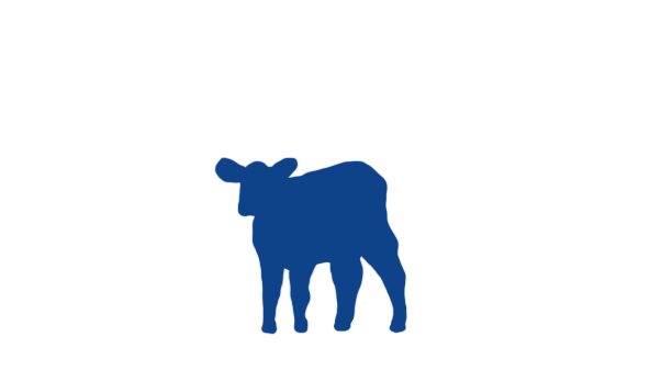 Kálfur