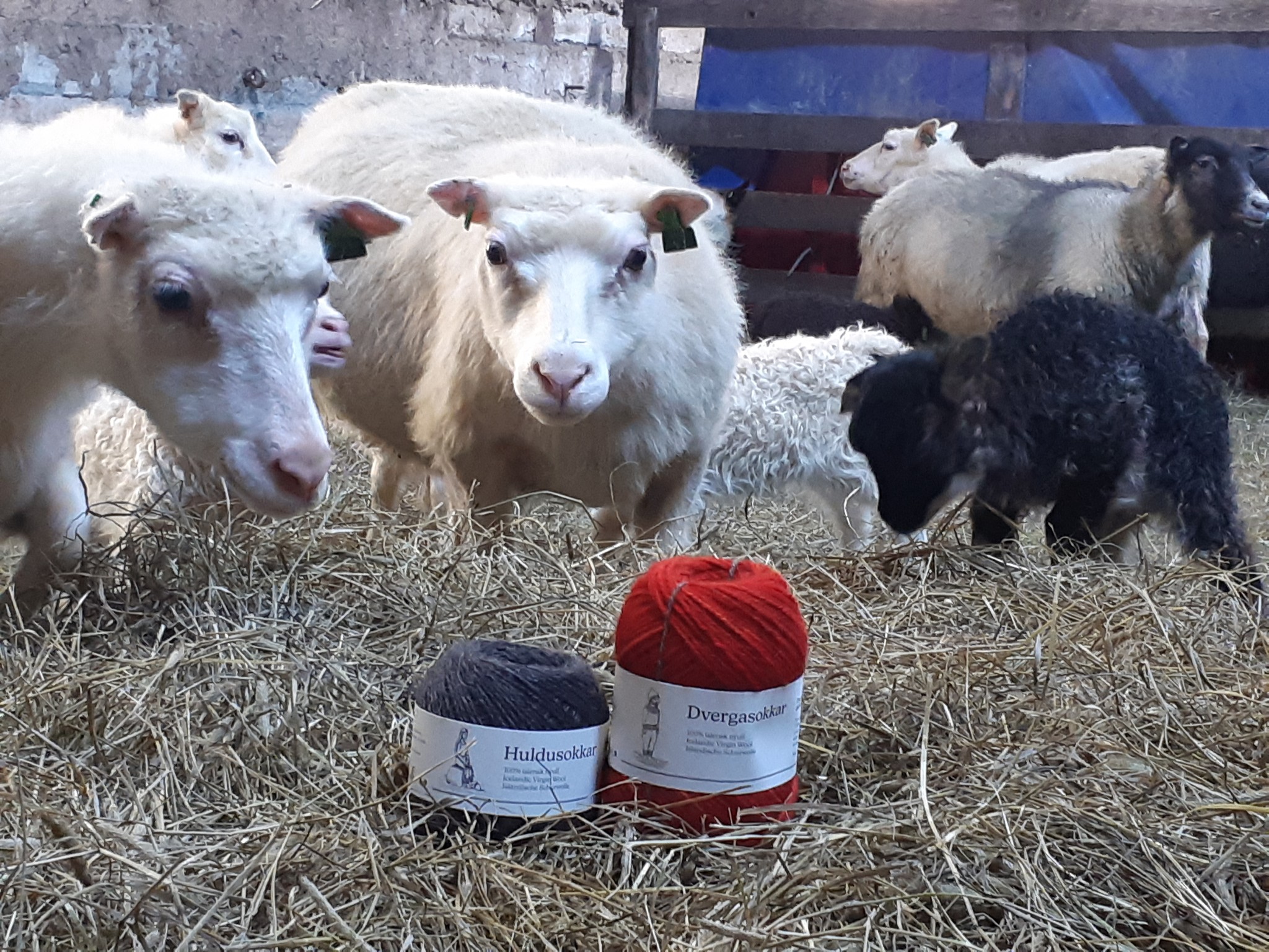 Sheep with wool